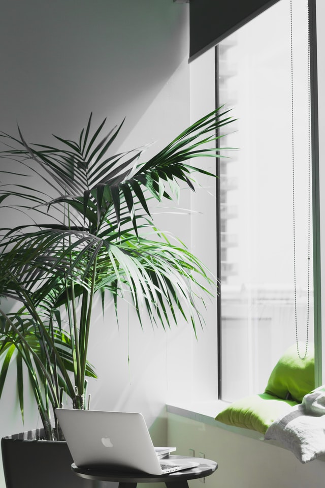 ordinateur sur un tabouret - plante verte - rebord fenêtre